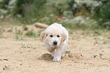GOLDEN RETRIEVER 320